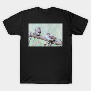 Sparrow fledglings T-Shirt